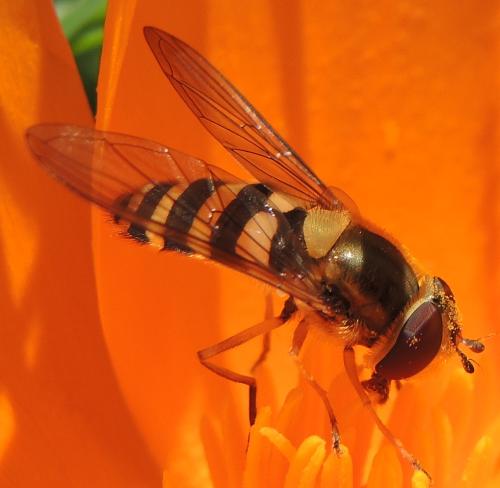 Réf. 320 266 : Syrphus ribesii